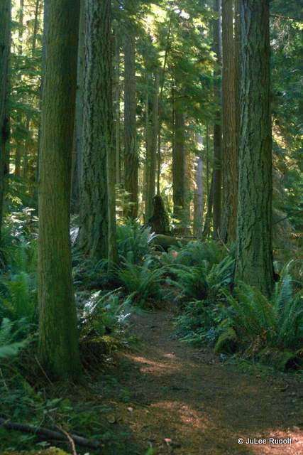 Ridge Loop Trail at South Whidbey State Park