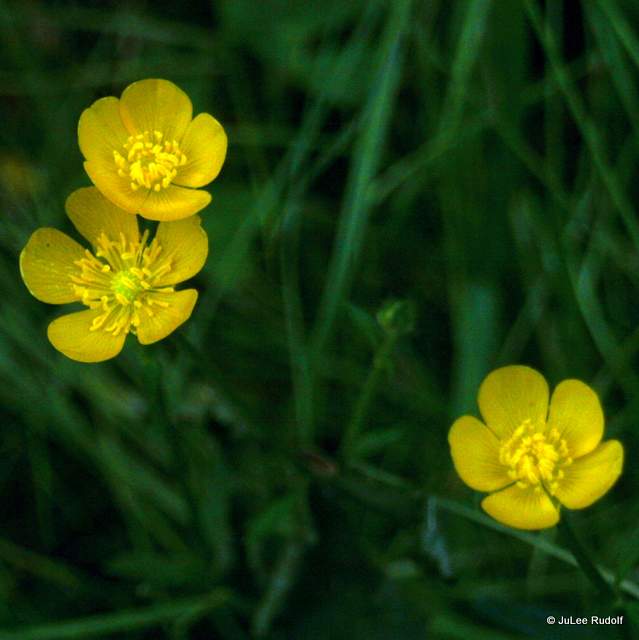 buttercups at South Whidbey State Park