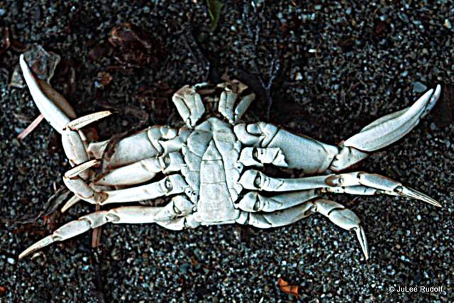 crab shell at South Whidbey State Park