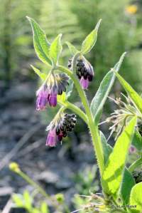 Mertensia paniculata