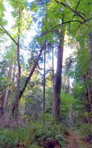 hemlock before 9-10-2017 4-46-16 PM