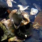 IMG_3631-001