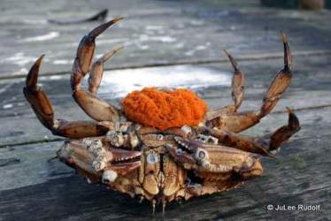 Dungeness crab with eggs at Cornet Bay dock front view