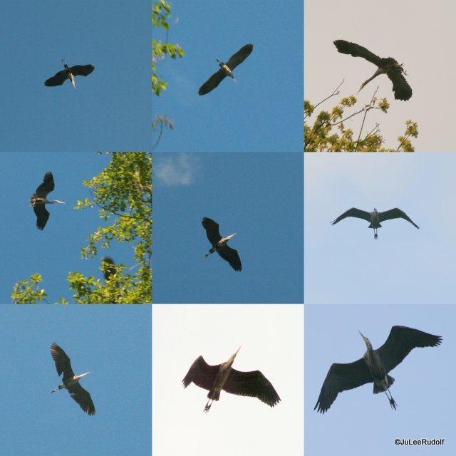 Heronry