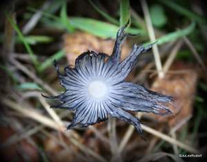 Libraryinkycap-001