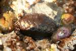 chiton