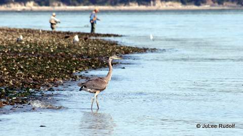 Heron at Ala Spit (August 2013)