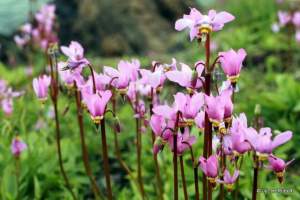 Dodecatheon jeffreyi