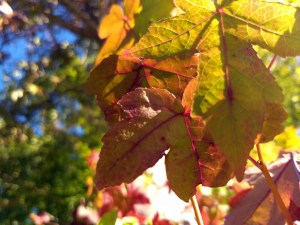 sweetgumtree 9-26-2017 4-21-16 PM