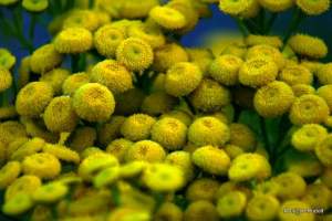 Tanacetum bipinnatum