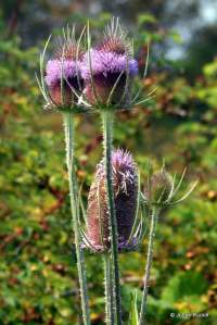 Dipsacus sylvestris