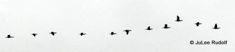 Cormorants above Ala Spit