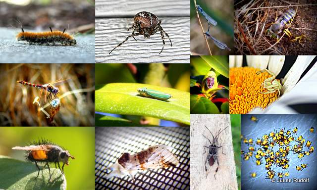 Flickr Favorites