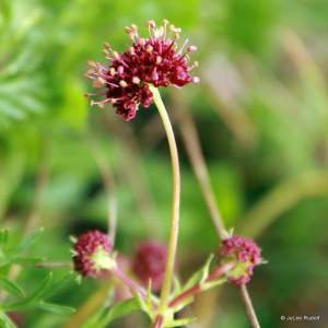 Sanguisorba officinalis
